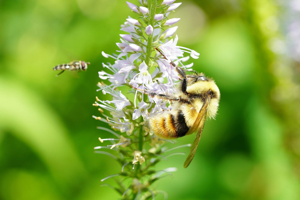 Save the Bees: Hobbyist Gardner Blend